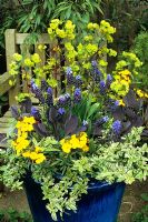 Unusual plants for the spring in a blue glazed container. Red cabbage with Muscari latifolium, Erysimum 'Walberton's Fragrant Sunshine', Euonymus fortunei 'Harlequin' and Euphorbia amygdaloides 'Purpurea'
