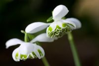 Galanthus 'Greatorex' hybrid double