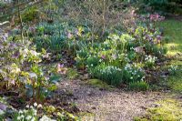 Early spring garden with Galanthus and Helleborus - Sherborne Garden, Litton, Somerset 