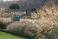 Box edged beds with Stipa gigantea and Pennisetum alopecuroides 'Hameln', Caisse de Versailles planters with shaped Prunus lusitanica - Portuguese Laurel in the Italian Gardens, Trentham Gardens, Staffordshire