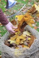 Raked autumn leaves being put into biodegradable jute leaf sack - Sacks are left for a year to break down produce leaf mold