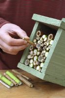 Step by step 5 of making a bug house for hiberating insects out of reclaimed timber - Placing cut stems of Teasels, Buddlejia and Hollyhocks into wooden box