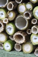 Step by step 6 of making a bug house for hiberating insects out of reclaimed timber - Detail of cut stems of Teasels, Buddlejia and Hollyhocks in wooden box