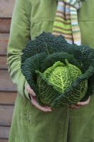 Woman holding a harvested savoy cabbage