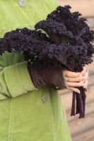 Woman holding bunch of harvested red kale