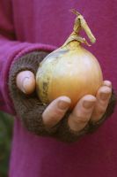 Man holding harvested onion in gloved hand