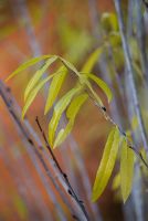 Salix irrorata