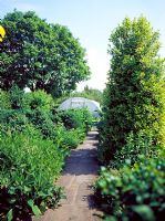 Trees and shrubs either side of a narrow pathway leading to a polytunnel - Lower Severalls