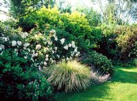 Mixed border with shrubs and ornamental grasses - Lower Severalls