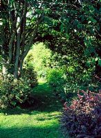 Pathway leading through shrub and trees - Lower Severalls