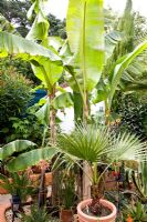Musa, palm and other exotic plants in pots in Moroccan style garden