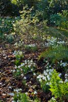 Early spring border with snowdrops - Sherborne Garden, Litton, Somerset
