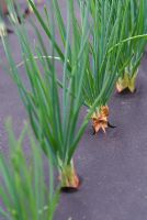 Shallots growing through weed control fabric