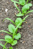 Spinach 'Tetona' seedlings