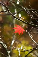 Acer palmatum 'Bloodgood' in autumn - The last leaf remaining
