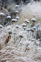 Frosty Phlomis russeliana in ornamental grasses