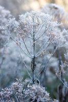 Frosty Eupatorium purpureum subsp. maculatum 'Atropurpureum' - Joe Pye weed