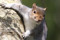 Scirius carolinensis - Squirrel resting on tree trunk
