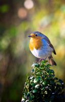 Erithacus rubecula - Robin perched on clipped box