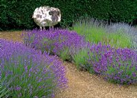 Lavandula angustifolia edges pathway with metal sheep sculpture - Downderry Lavender Nursery