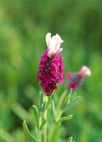 Lavandula stoechas 'Kew Red' - Downderry Lavender Nursery