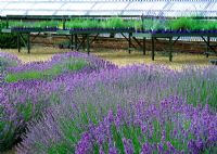Downderry Lavender Nursery