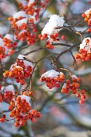 Sorbus 'Astrid' with snow
