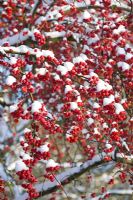 Malus Crab apple 'Crittenden' with snow