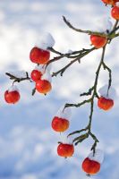 Malus Dolgo - Crab apples with snow