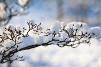 Cornus kousa var. chinensis - Dogwood with snow