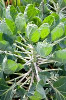 Brassica oleracea 'Gemmifera'