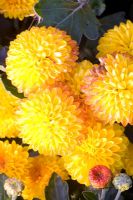Chrysanthemum indicum 'Bright Eye'