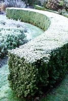 Curved box hedge with frost