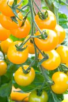 Tomatoes 'Tangidel'