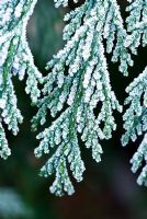 Leylandii with frost