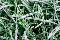Grass with frost
