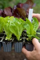 Cell grown lettuce plants 