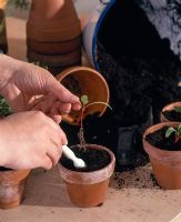 Potting up Mangold seedlings