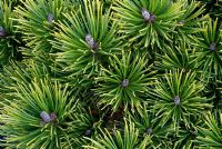 Pinus 'Mugo Ophir'