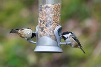 Parus ater - Coal tits at seed feeder
