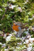 Erithacus rubecula - Robin perching on snow covered ground