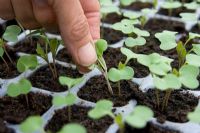 Thinning cell grown swede seedlings