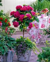Hydrangea 'Schöne Bautznerin' underplanted with Bacopa Taifun 'Blue Dream' and Hedera beside pot with Hosta on patio