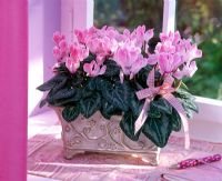 Cyclamen persicum in decorative container on windowsill of west facing window in winter