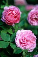 Rosa 'Louise Odier' - Bourbon rose