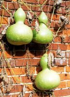 Ornamental gourds growing on old red brick wall - Horkesley Hall, Essex