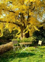 Garden table and chairs under the shade of a huge Ginkgo biloba - Horkesley Hall, Essex