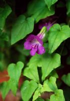 Purple climbing flower - Grantham terrace