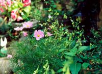 Cosmos and Nicotiana - Grantham terrace