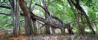 Ficus benghalensists - Indian banyan trees
